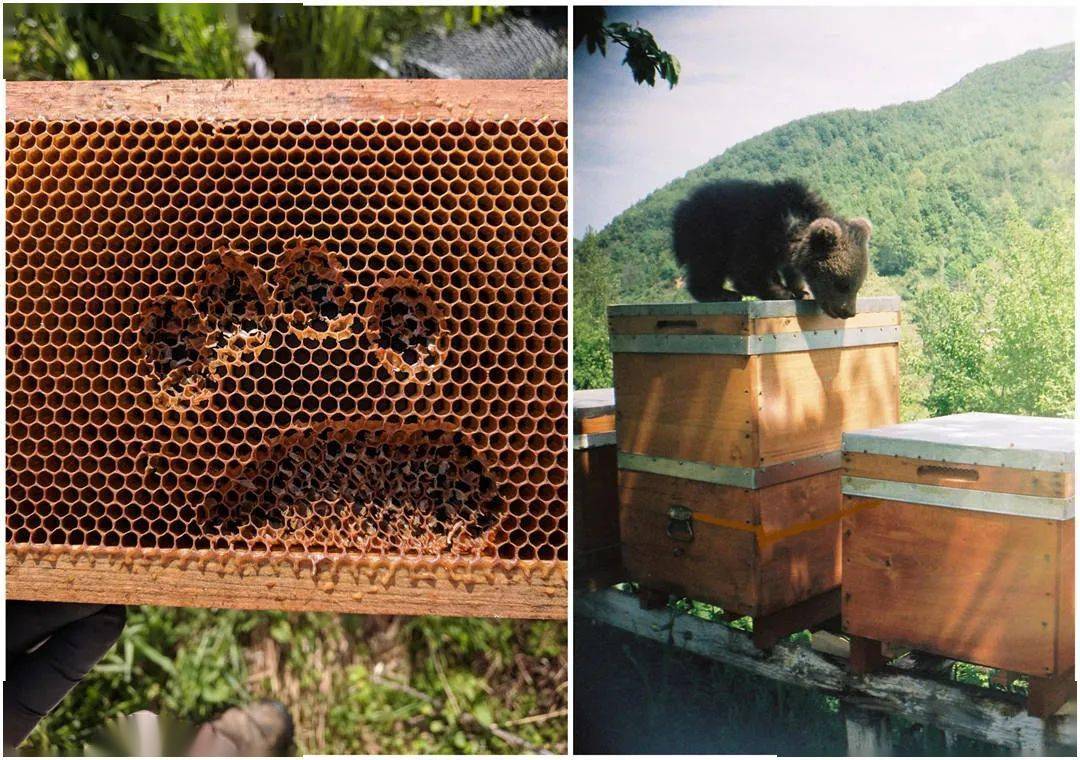 熊猫家苹果版下载:天津相声广播【现世报】警犬敢情也这么没出息啊~-第8张图片-太平洋在线下载