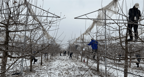 苹果版人人通空间:洛川县：60名务果“高手”树巅角逐-第1张图片-太平洋在线下载