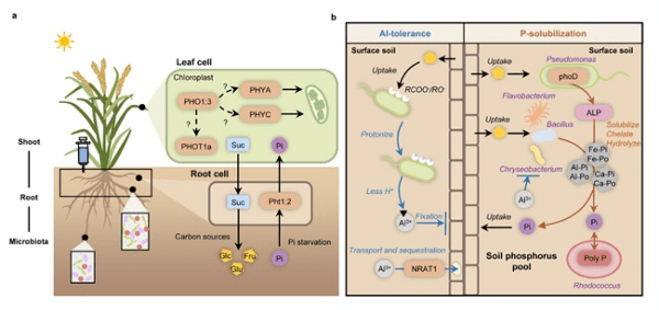 根系微生物协助水稻耐酸抗铝研究获进展-第1张图片-太平洋在线下载