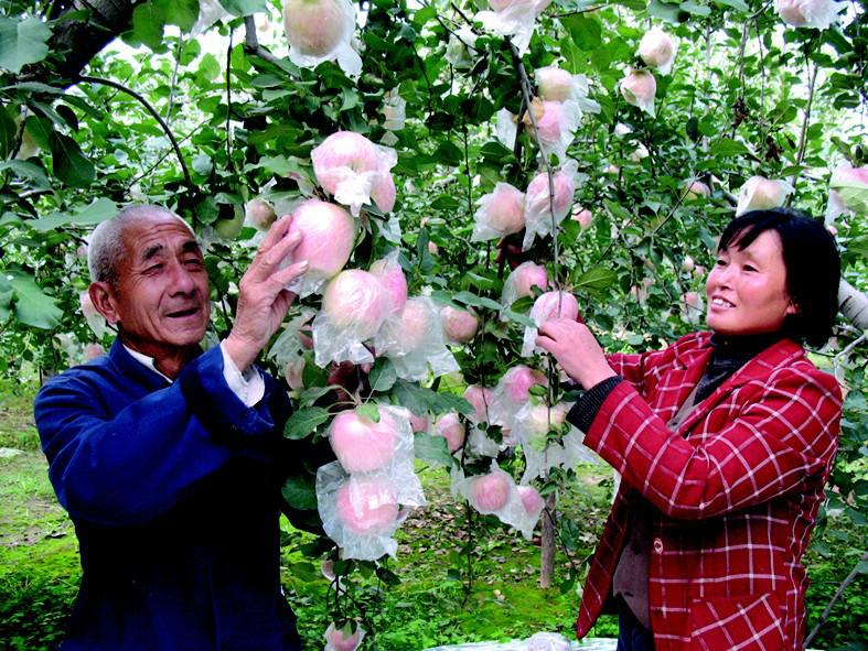 大荔苹果行情最新消息新闻今年苹果行情和价格行情2023-第2张图片-太平洋在线下载