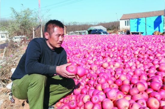 安徽苹果滞销新闻最新农产品滞销新闻-第1张图片-太平洋在线下载